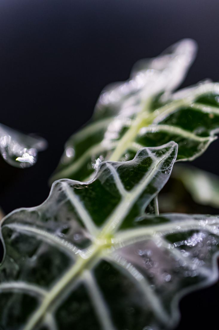 Detalle de hoja de Alocasia