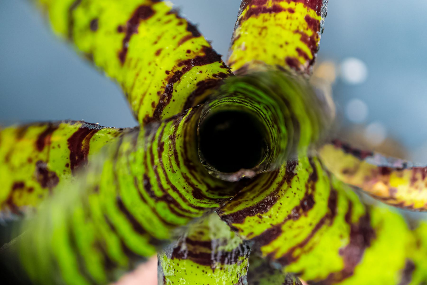 Bromelia de colección