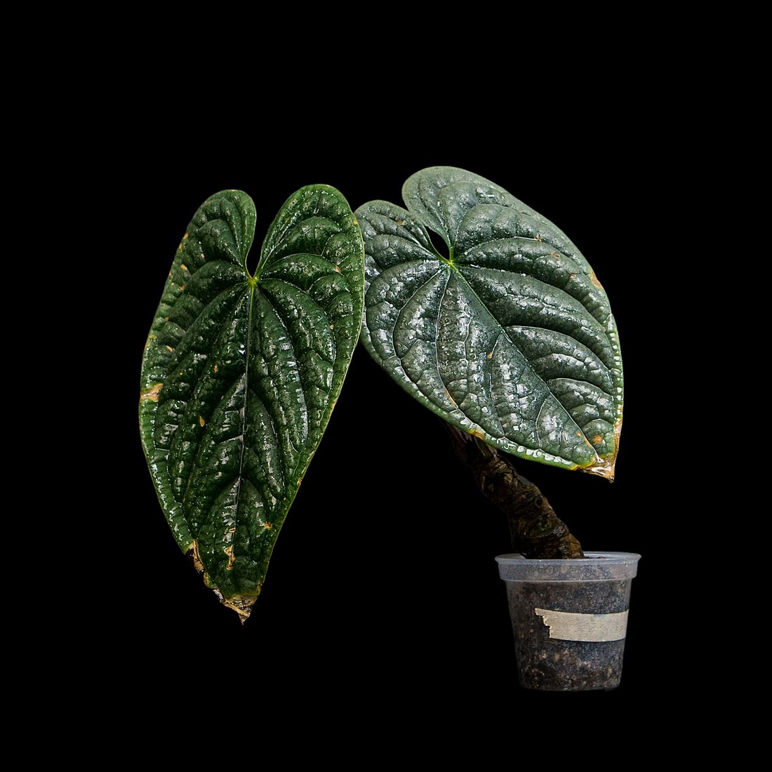 Philodendron de hojas plateadas
