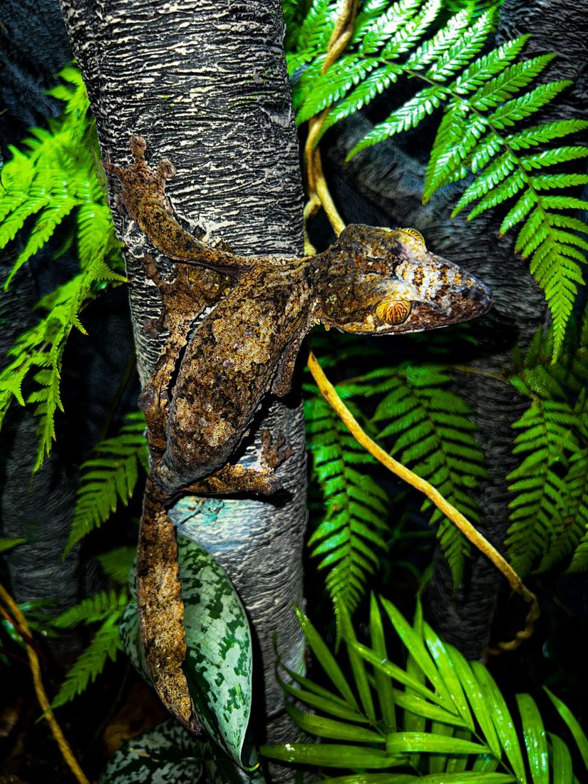 Interior de terrario tropical