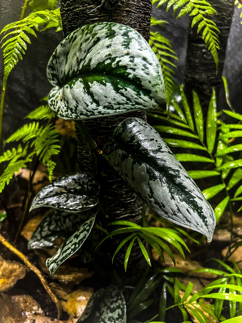 Terrario tropical